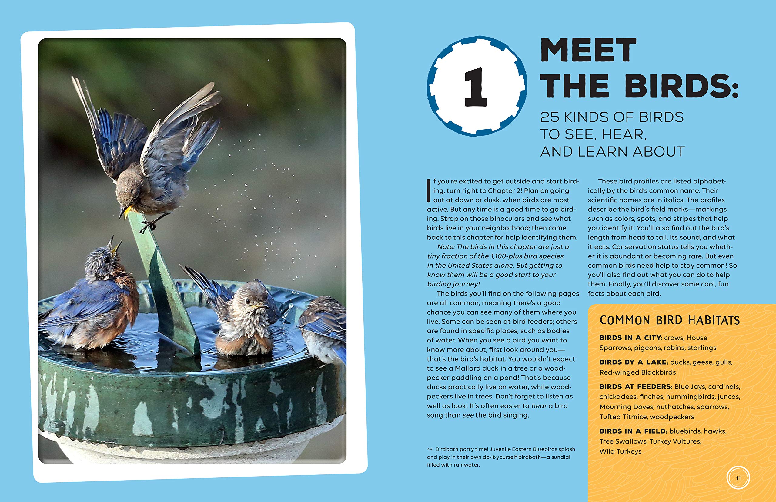 Audubon Birding Adventures for Kids