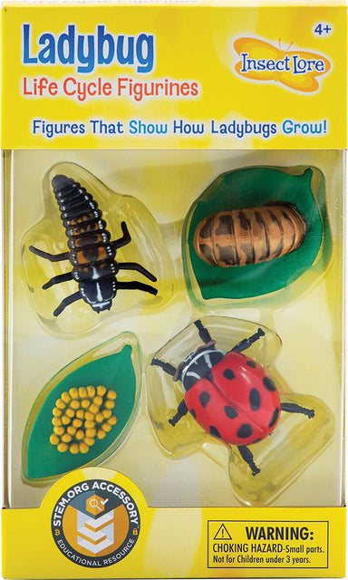 Ladybug Life Cycle Stages