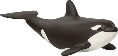 Baby Orca