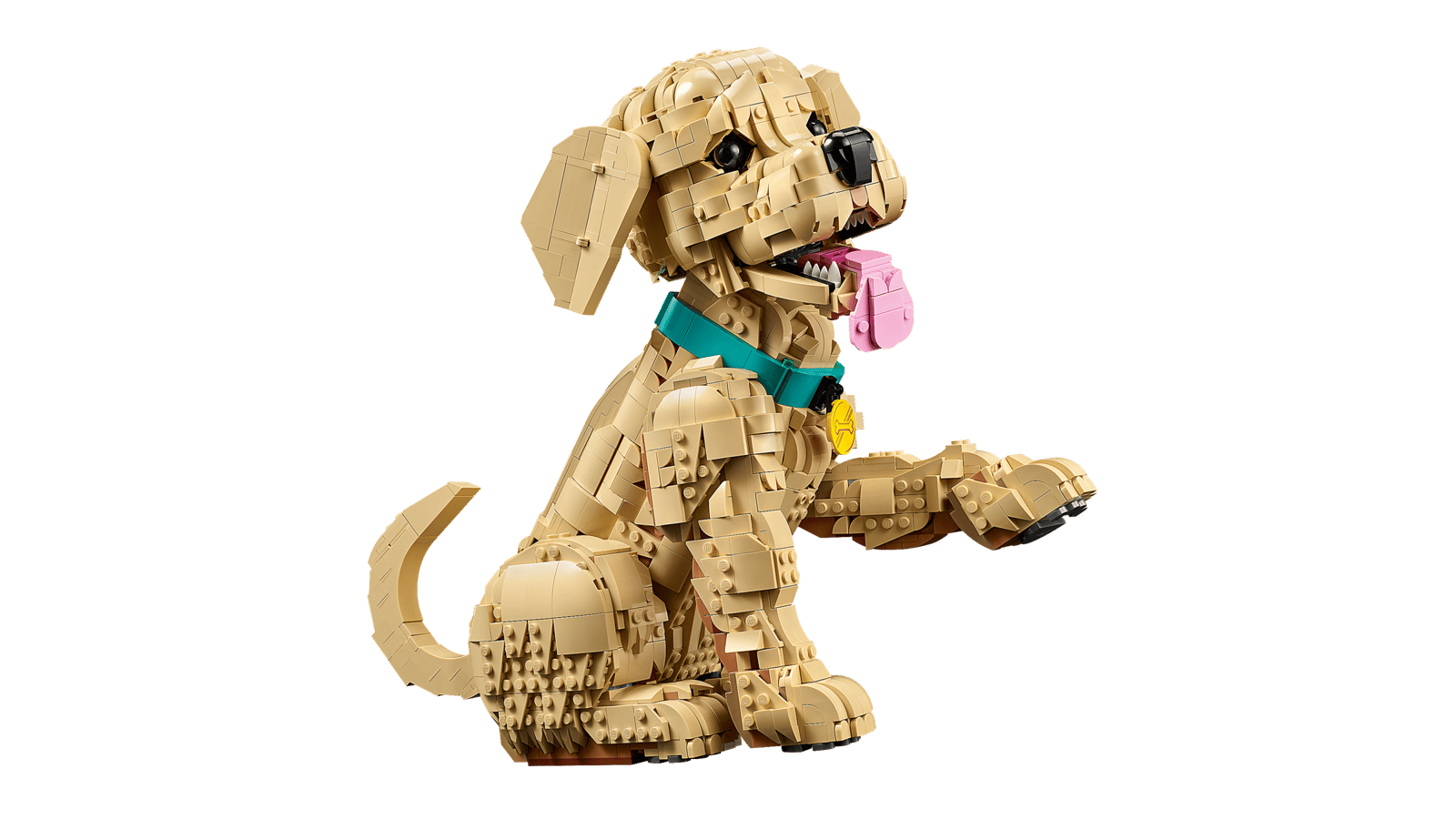 11384 Golden Retriever Puppy
