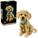 11384 Golden Retriever Puppy
