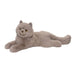 Juliette Grey Persian Cat