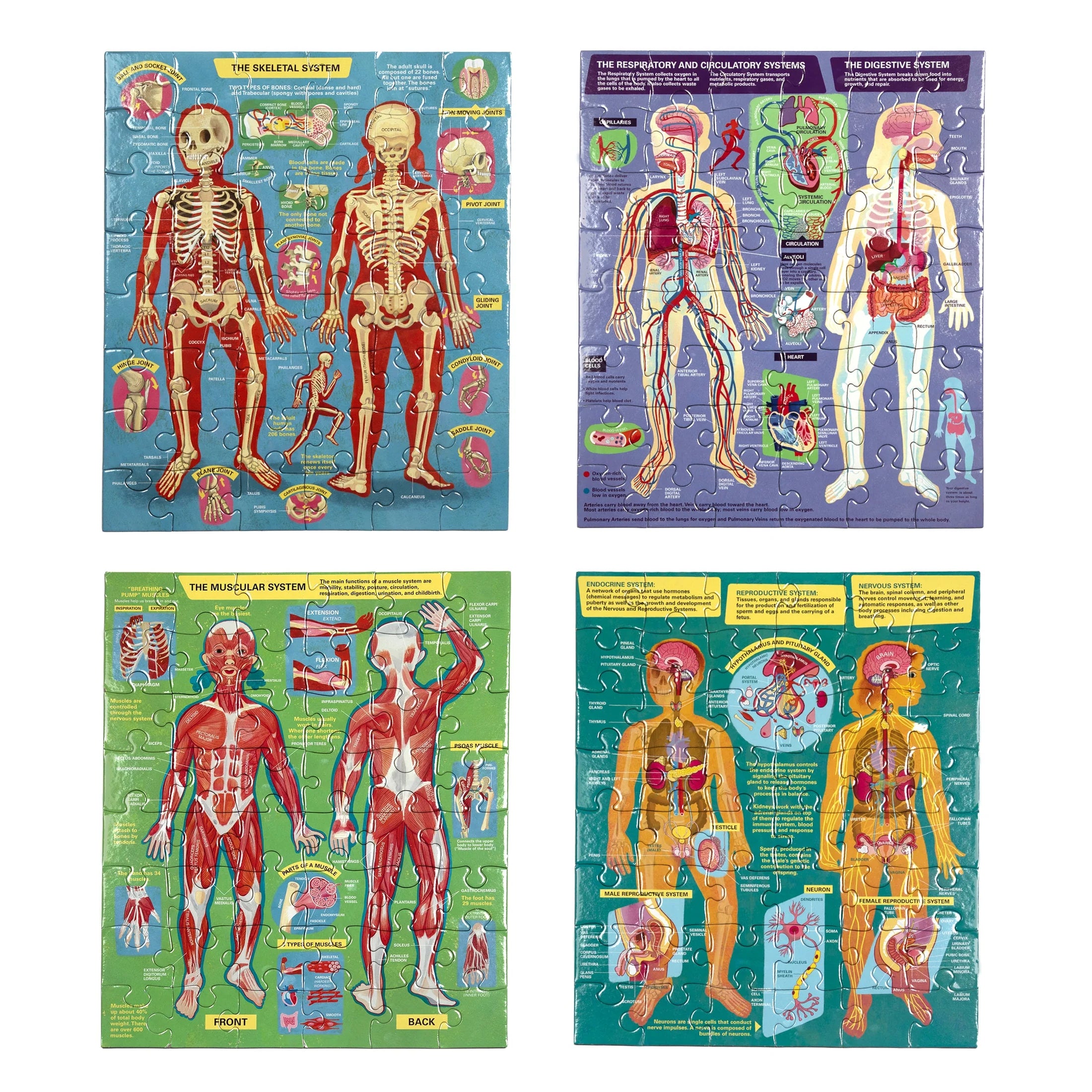Human Anatomy Body Systems Four 48 pc Puzzles