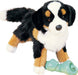 Trevor Bernese Mountain Dog