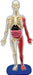 Smart Lab Squishy Human Body