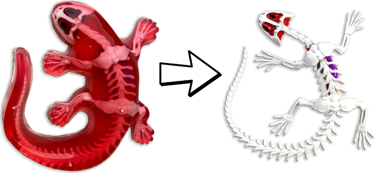 Simba Scout Dissect-It Salamandra da sezionare, 14 cm, Scheletro e organi da assemblare, Set di Ricarica, Attrezzi, dai 5 Anni in su Simba Scout Dissect-It Salamandra da sezionare, 14 cm, Scheletro e organi da assemblare, Set di Ricarica, Attrezzi, dai 5 Anni in su