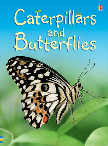 Caterpillars And Butterflies (Beginners)
