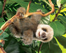 Sloth, Baby Hand Puppet