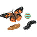 Butterfly Life Cycle Stages