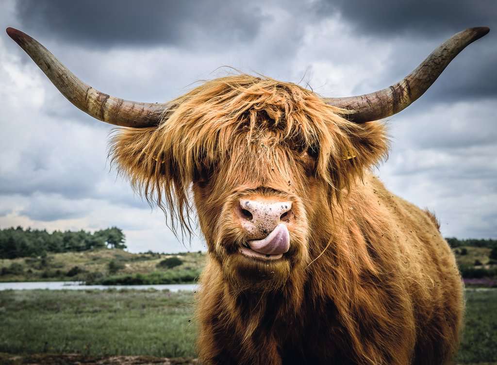 Puzzle Moments: Highland Cattle (300 pc Puzzles)