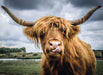 Puzzle Moments: Highland Cattle (300 pc Puzzles)