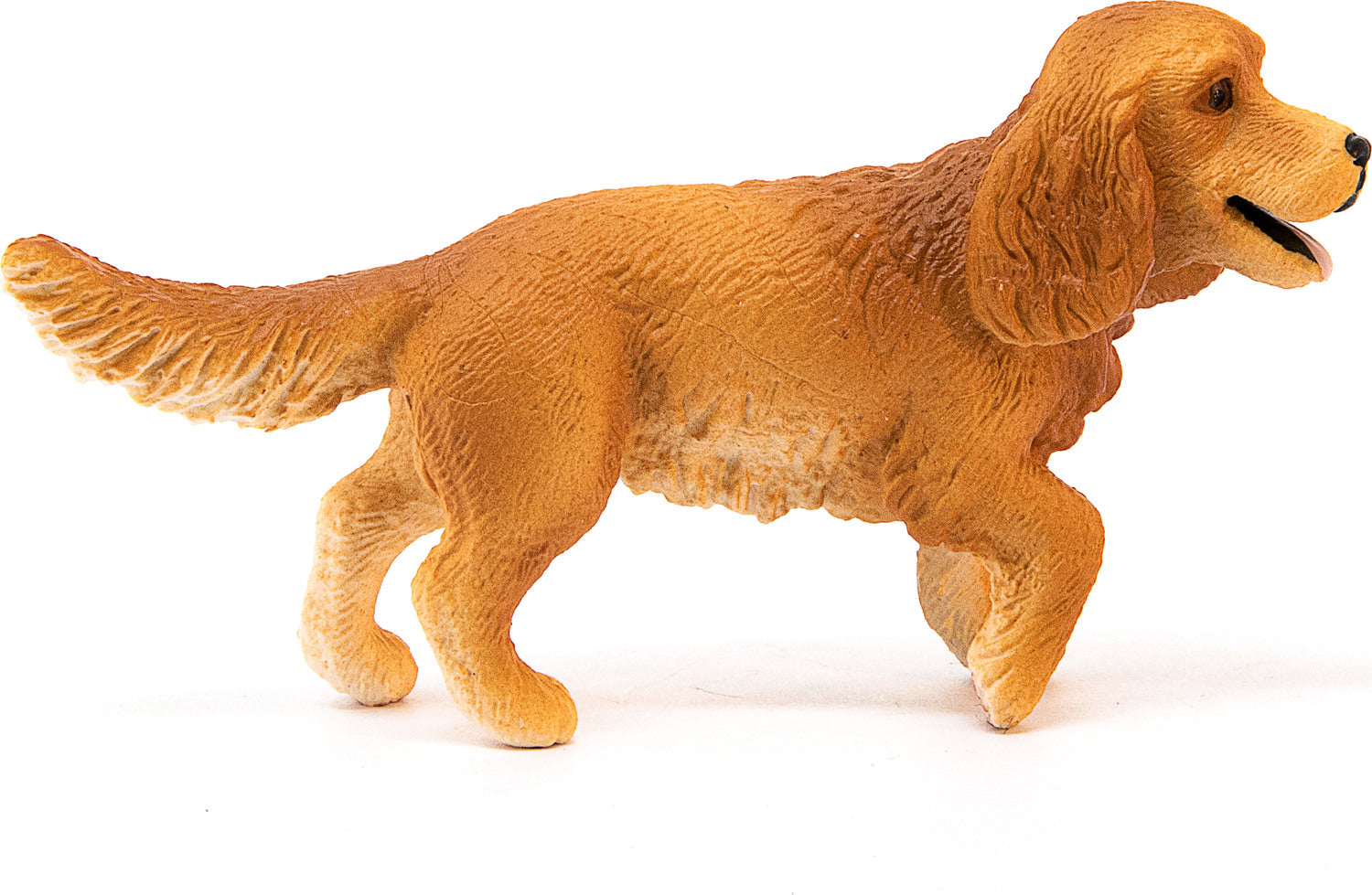 English Cocker Spaniel