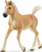 Haflinger Foal