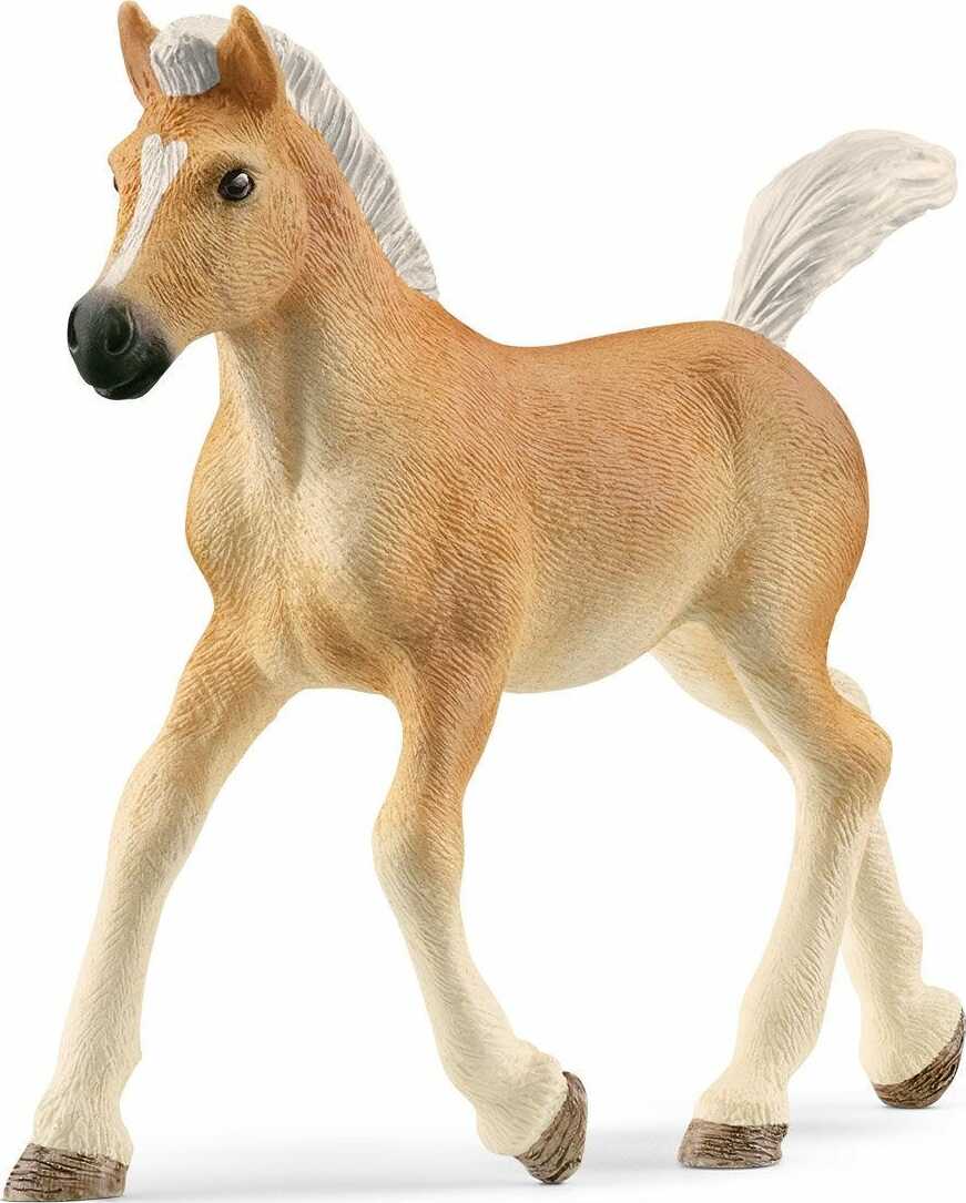 Haflinger Foal