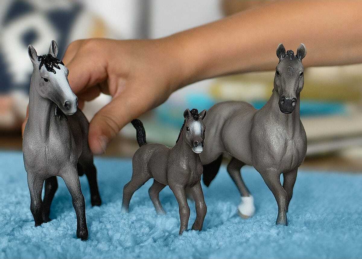 Selle Français Foal