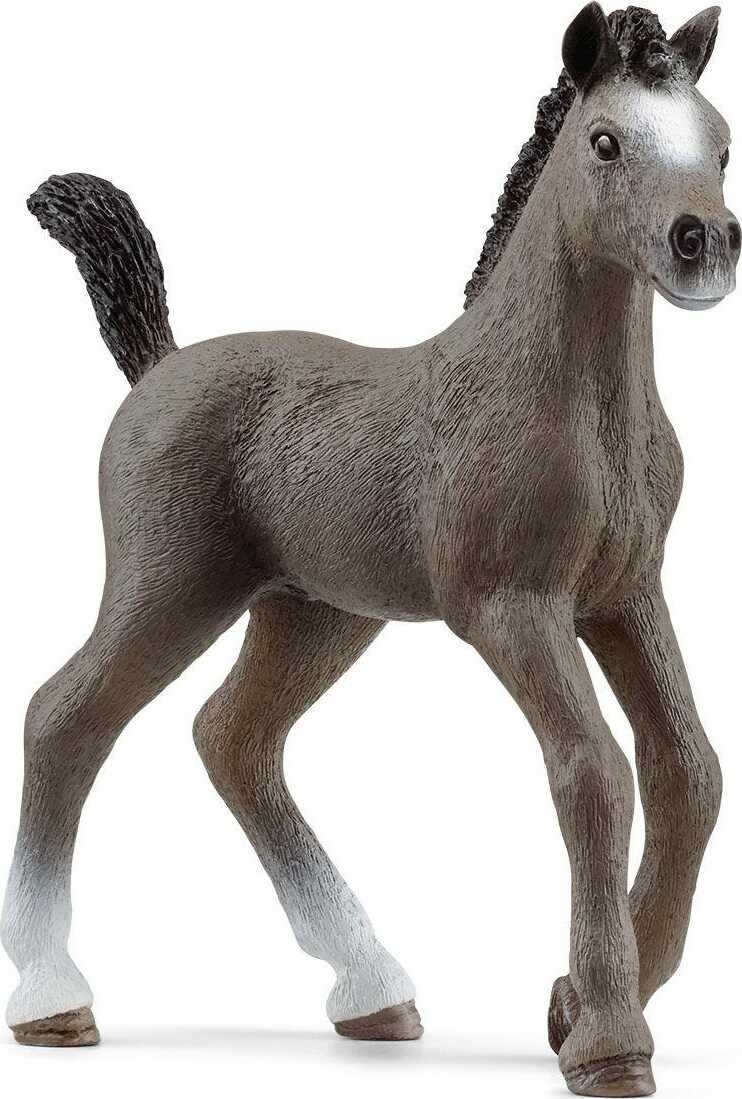 Selle Français Foal