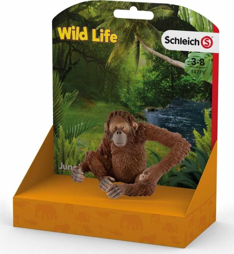 Orangutan