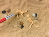 Sensory Bin - Dinosaur Dig